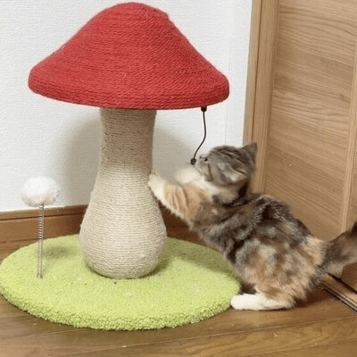 Arbre à Chat - MushroomCatTower™ - Coin du Matou