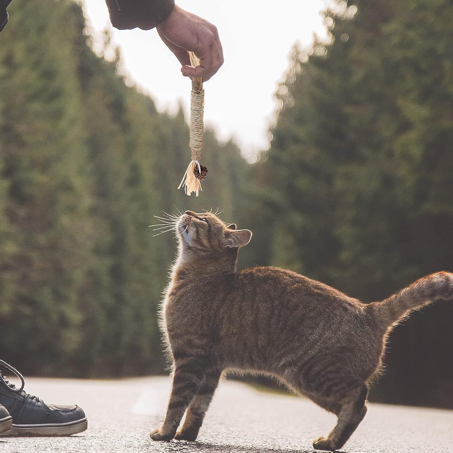 Bâton à mâcher pour chat - PurrStick™ - Coin du Matou