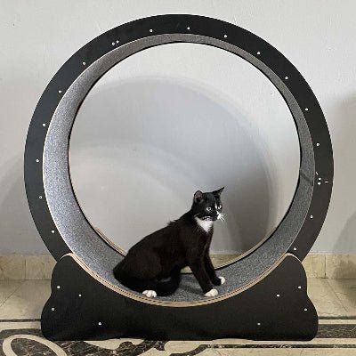 Roue Chat - KittyTread™ - Noir - Coin du Matou